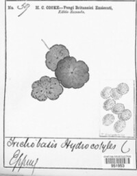 Puccinia hydrocotyles image